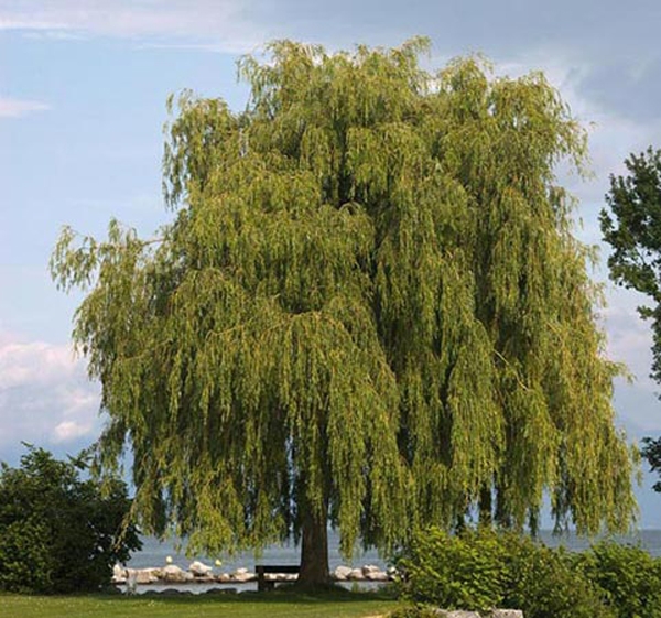 Salix x sepulcralis var. Chrysocoma (Willows)