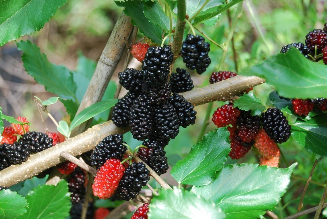 Morus nigra (Black Mulberries)
