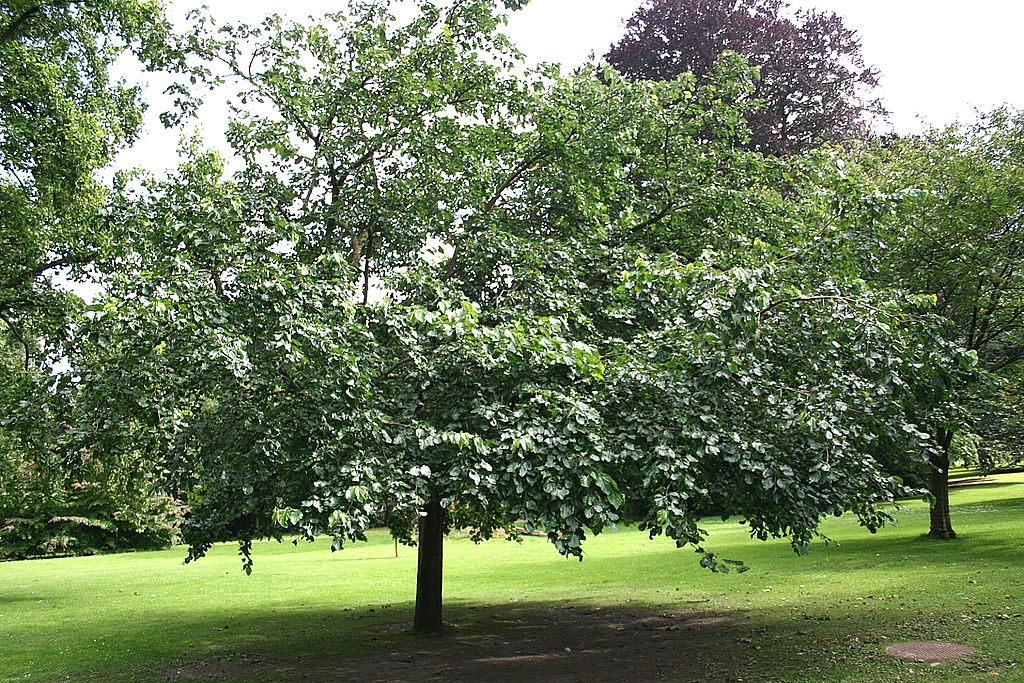 Morus alba & Morus platanifolia (Fruitless Mulberry Tree)