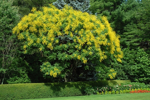 Koelreuteria paniculata (Golden Raintree)