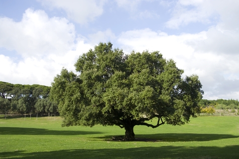 Quercus petraea & Quercus rubra (Oaks)